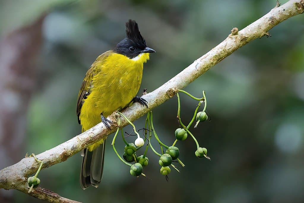 Bulbul Species