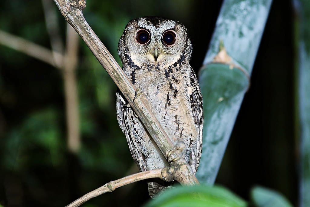 Owl Species