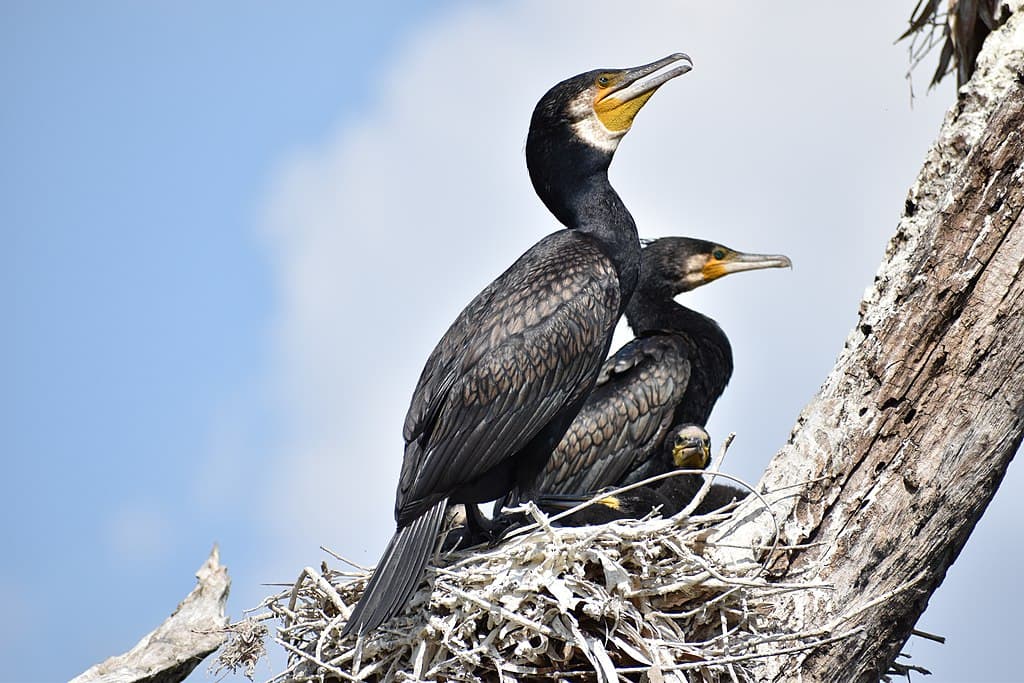 Cormorant Species