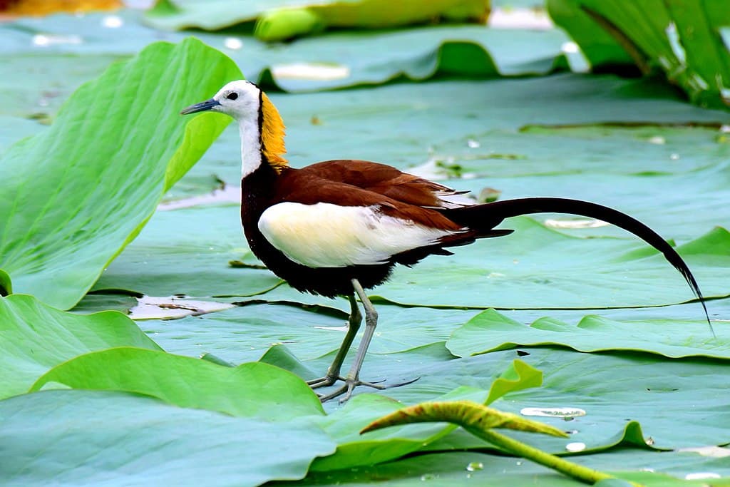 Jacana Species