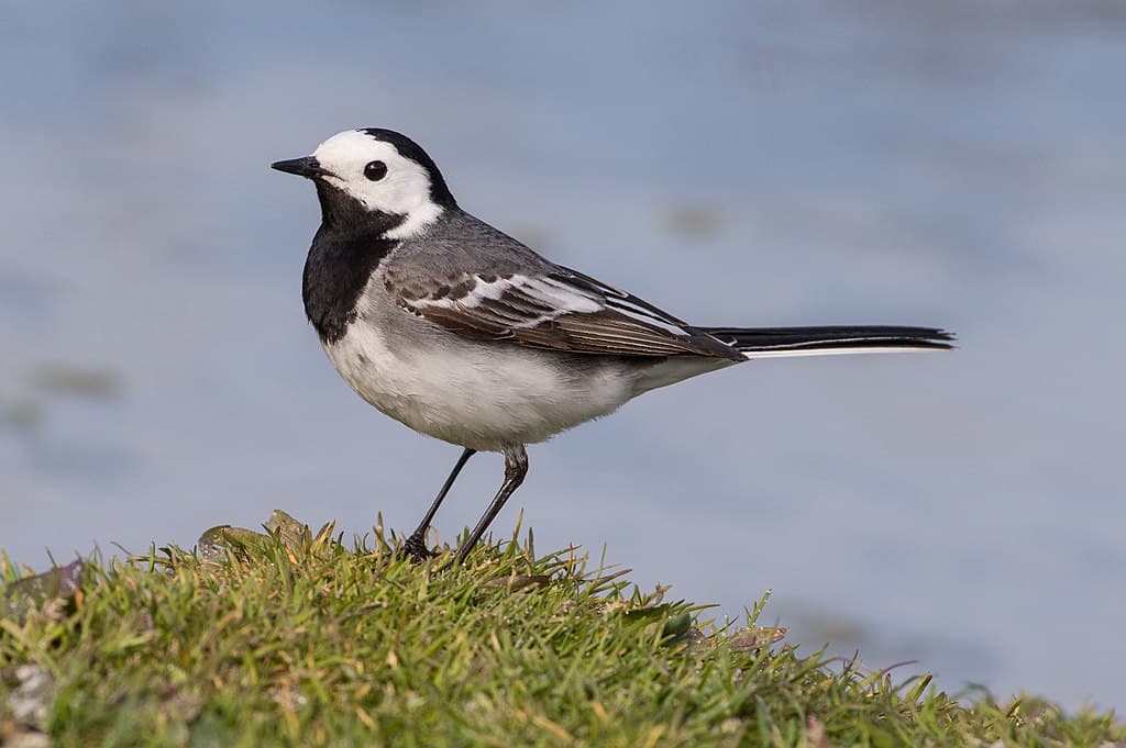 White Wagtail