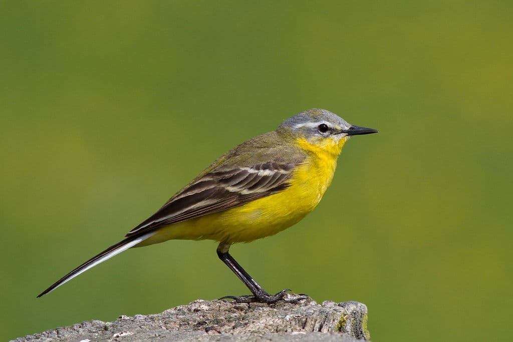 Yellow Wagtail