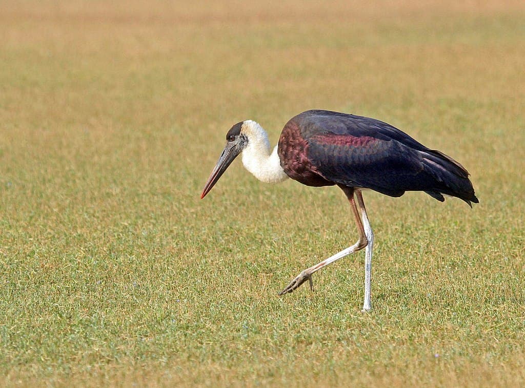 Stork Species