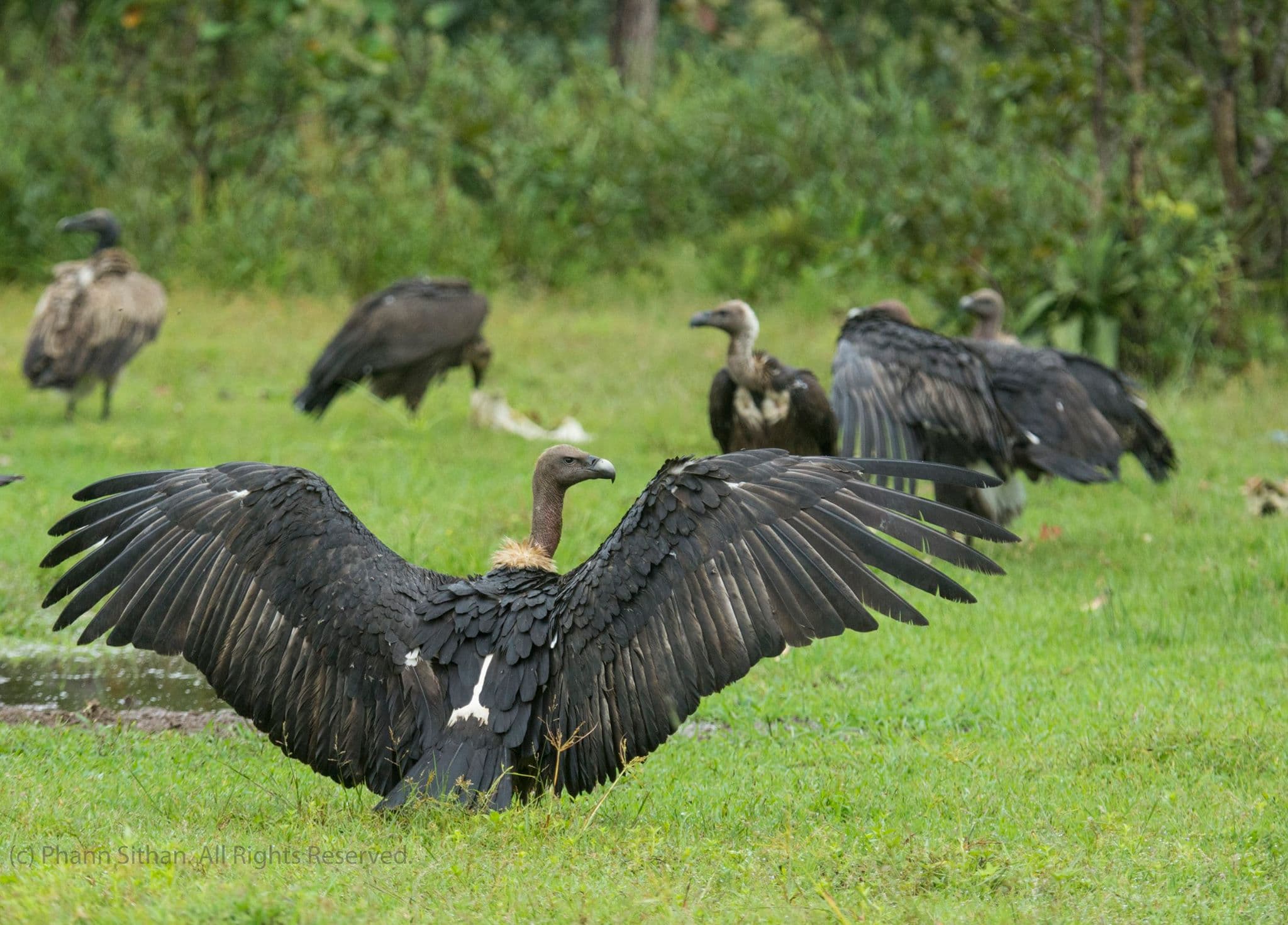 Types Of Vultures