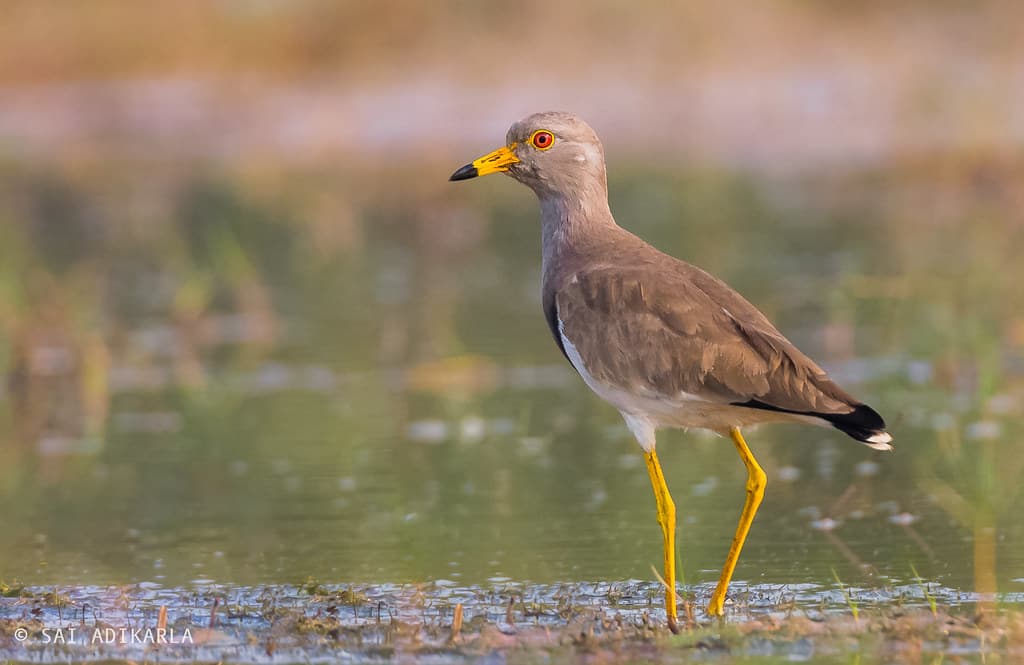 Lapwing Species