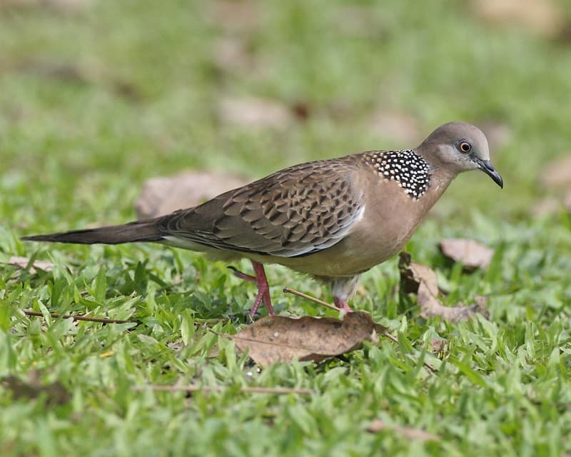 Spotted Dove