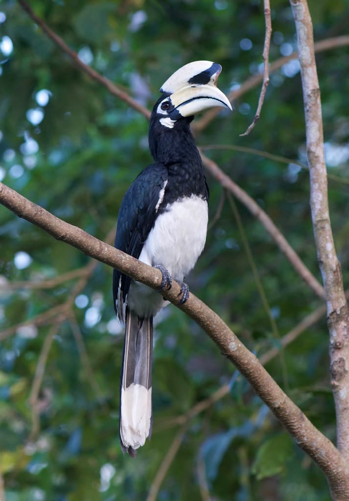 Hornbill Species