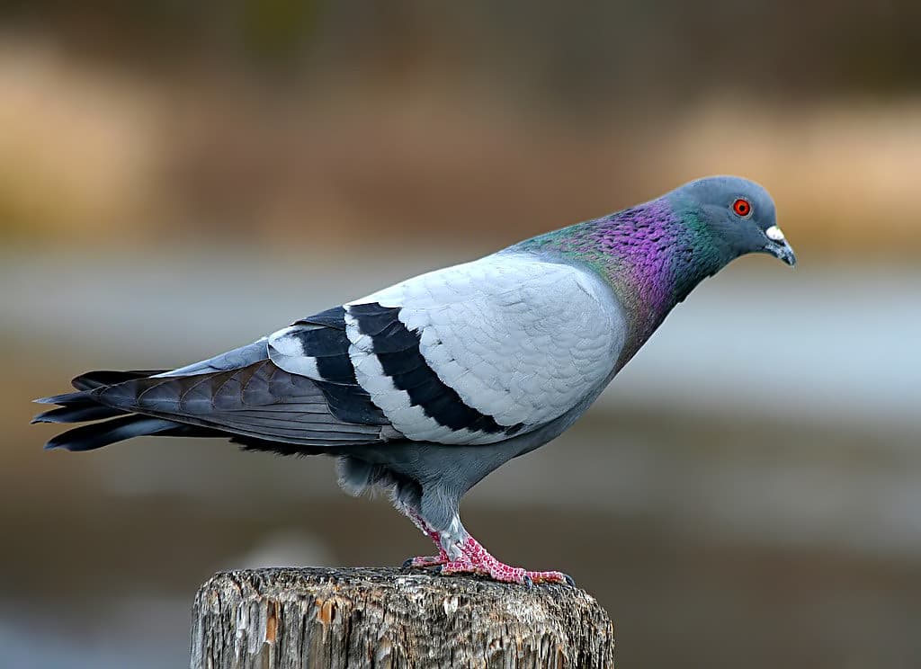 Rock Pigeon