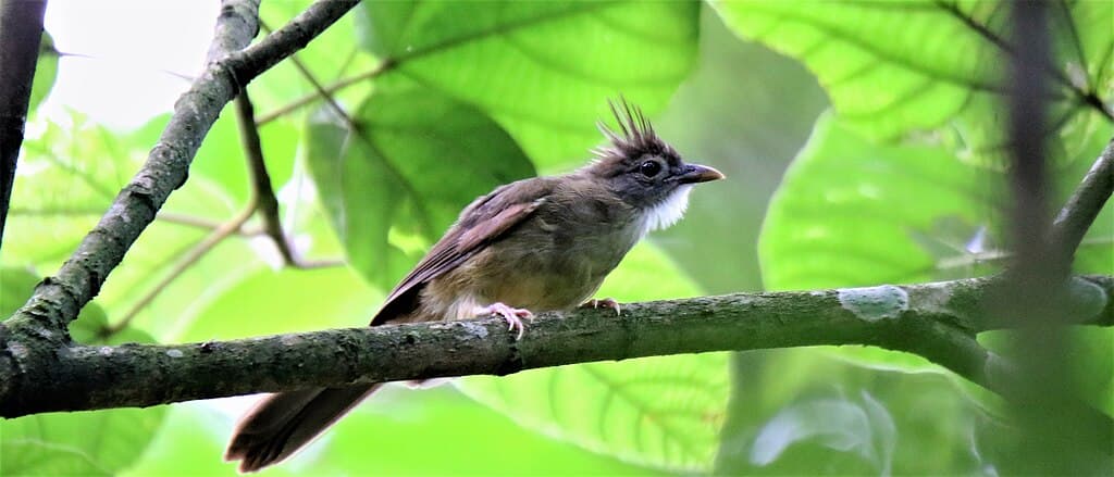 Bulbul Species