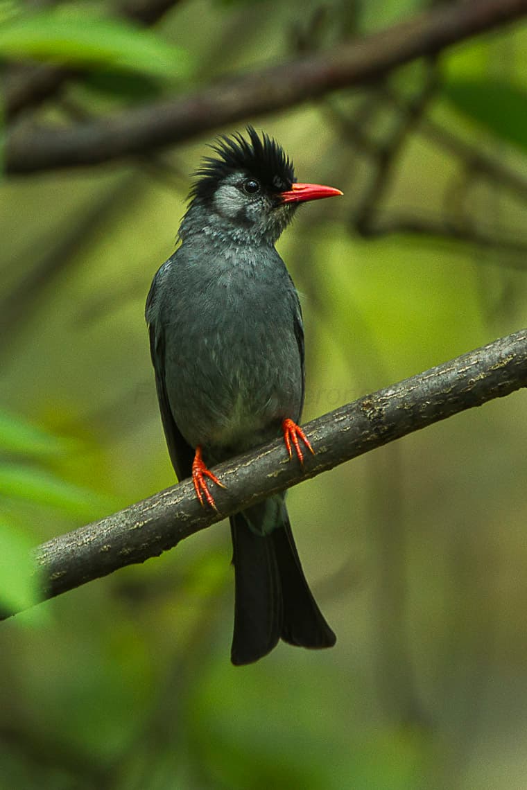 Bulbul Species