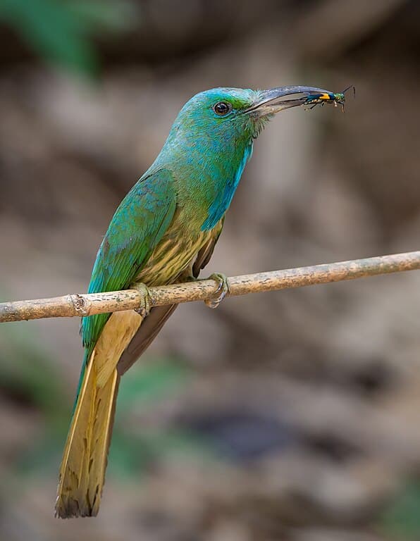 Bee-Eater Species