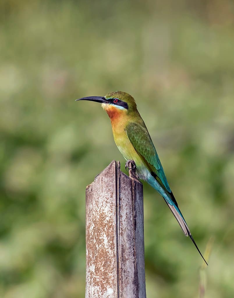 Bee-Eater Species