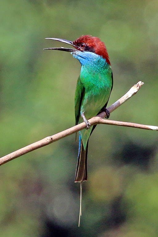 Bee-Eater Species