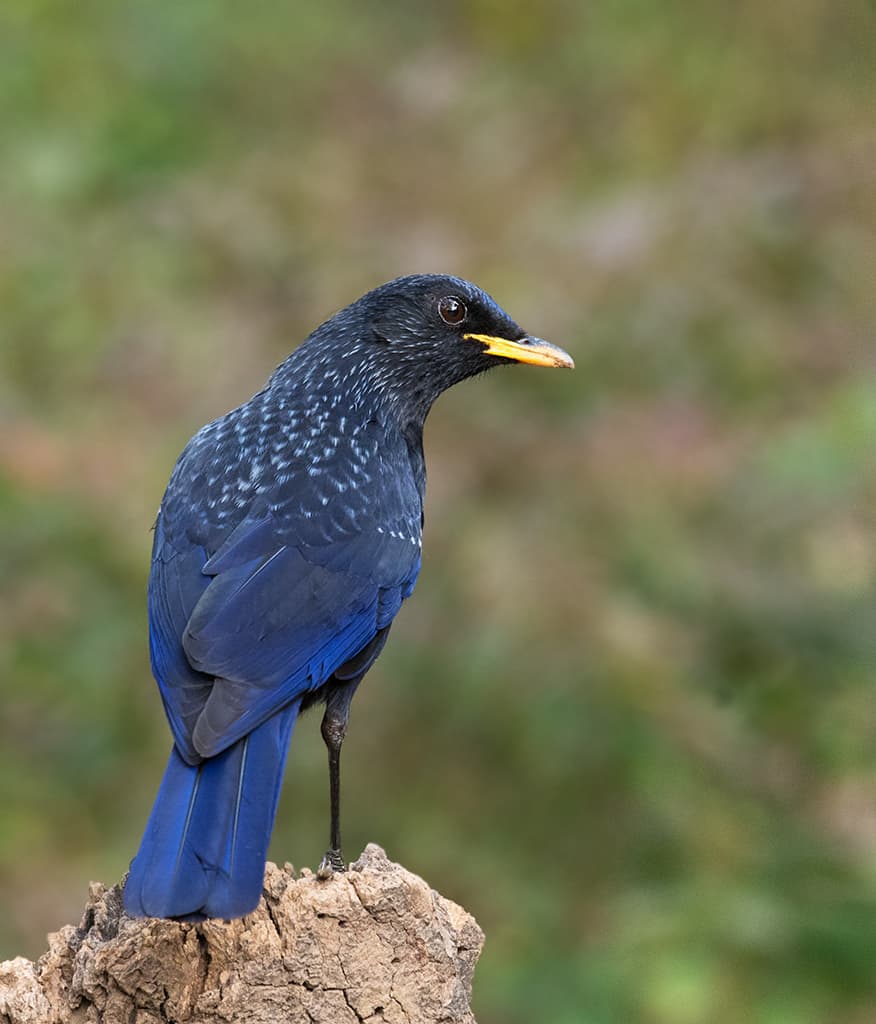 Thrush Bird Species