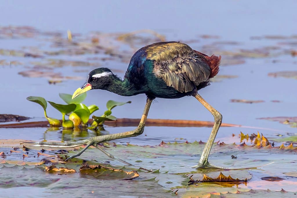 Jacana Species