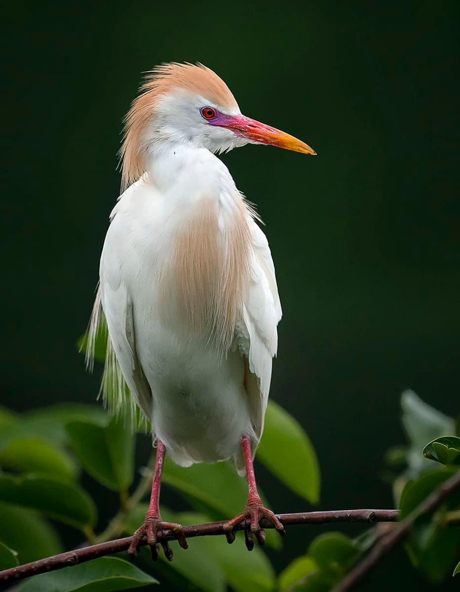 Egret Species