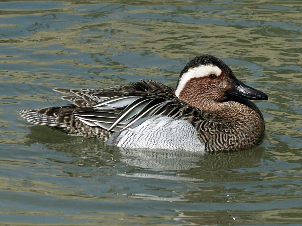 Wetland Duck Species