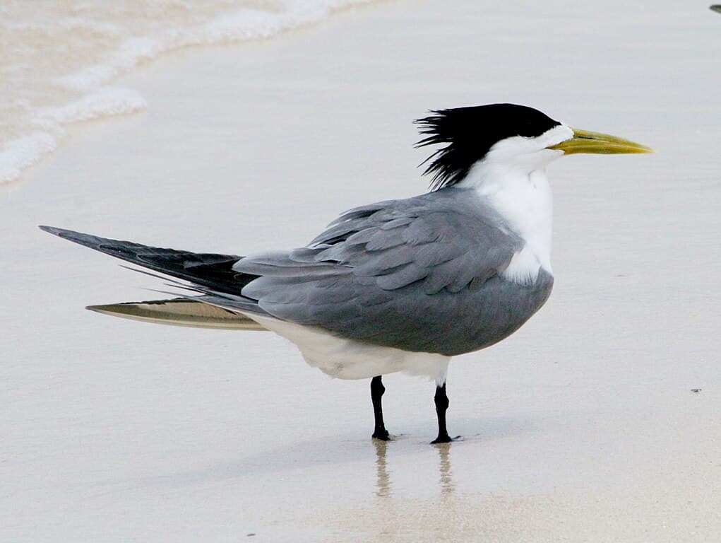 Tern Species