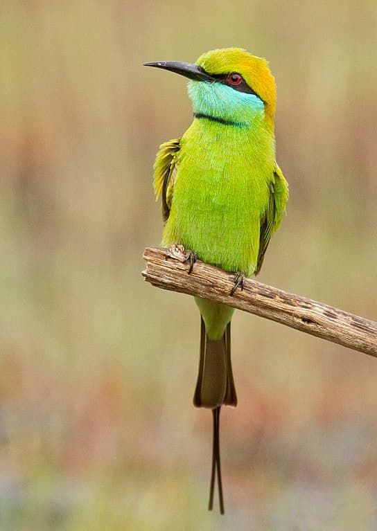 Bee-Eater Species