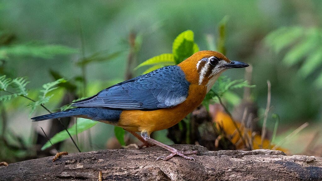 Thrush Bird Species