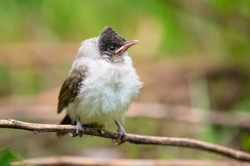 Bulbul Species