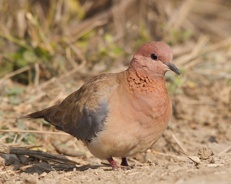 Red Collared Dove