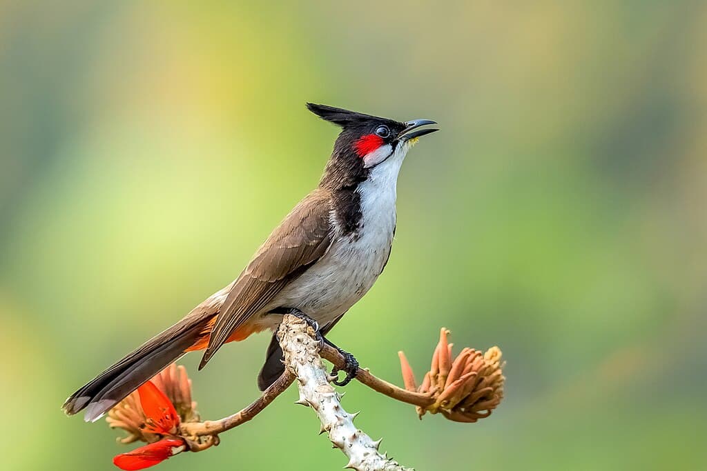 Bulbul Species