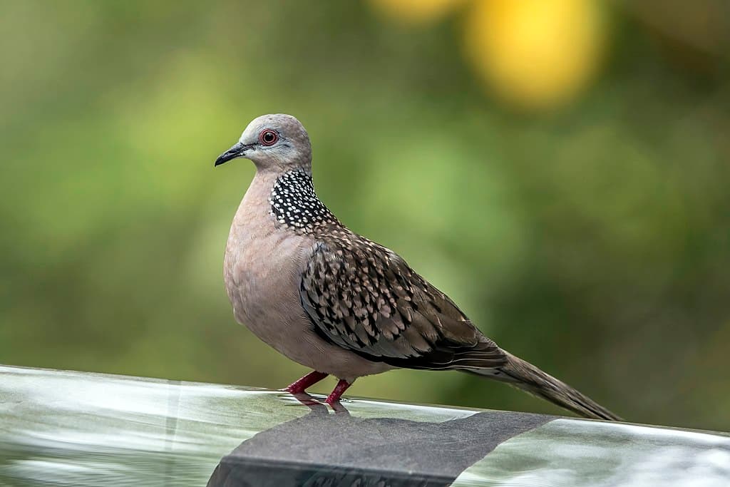 Spotted Dove