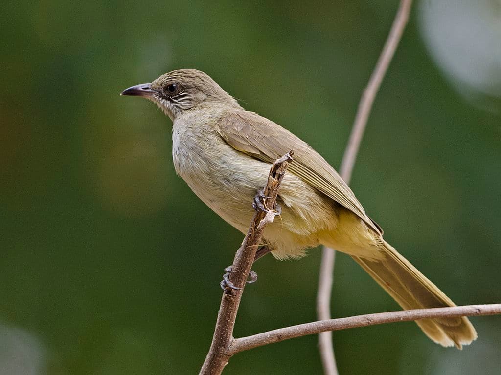 Bulbul Species