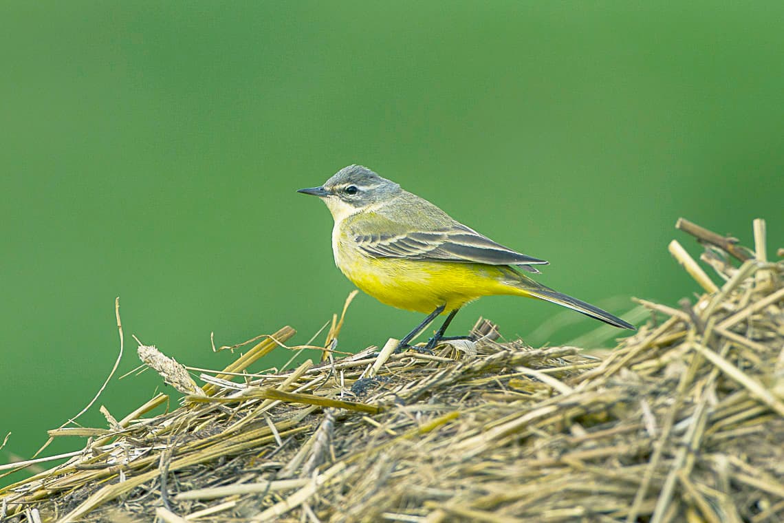 Yellow Wagtail