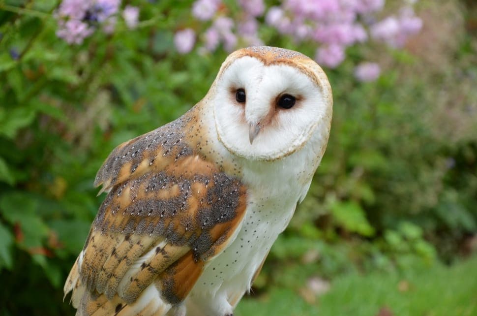 Owl Species