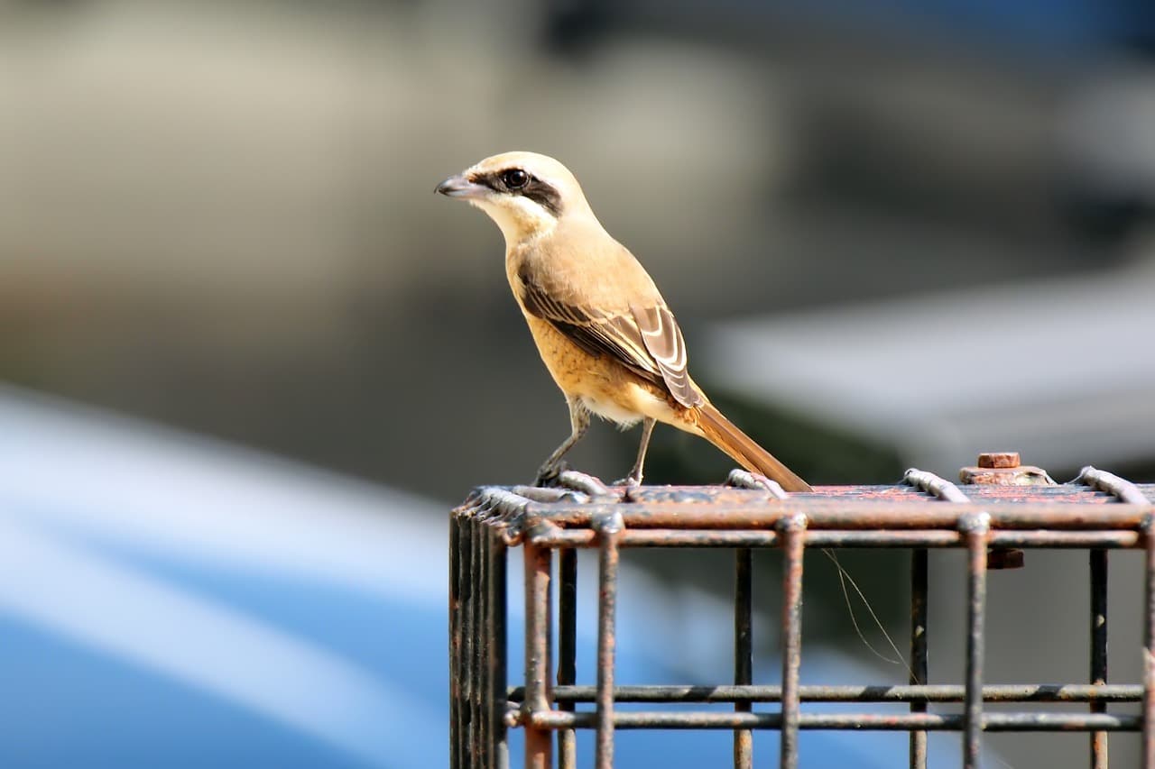 Brown Shrike