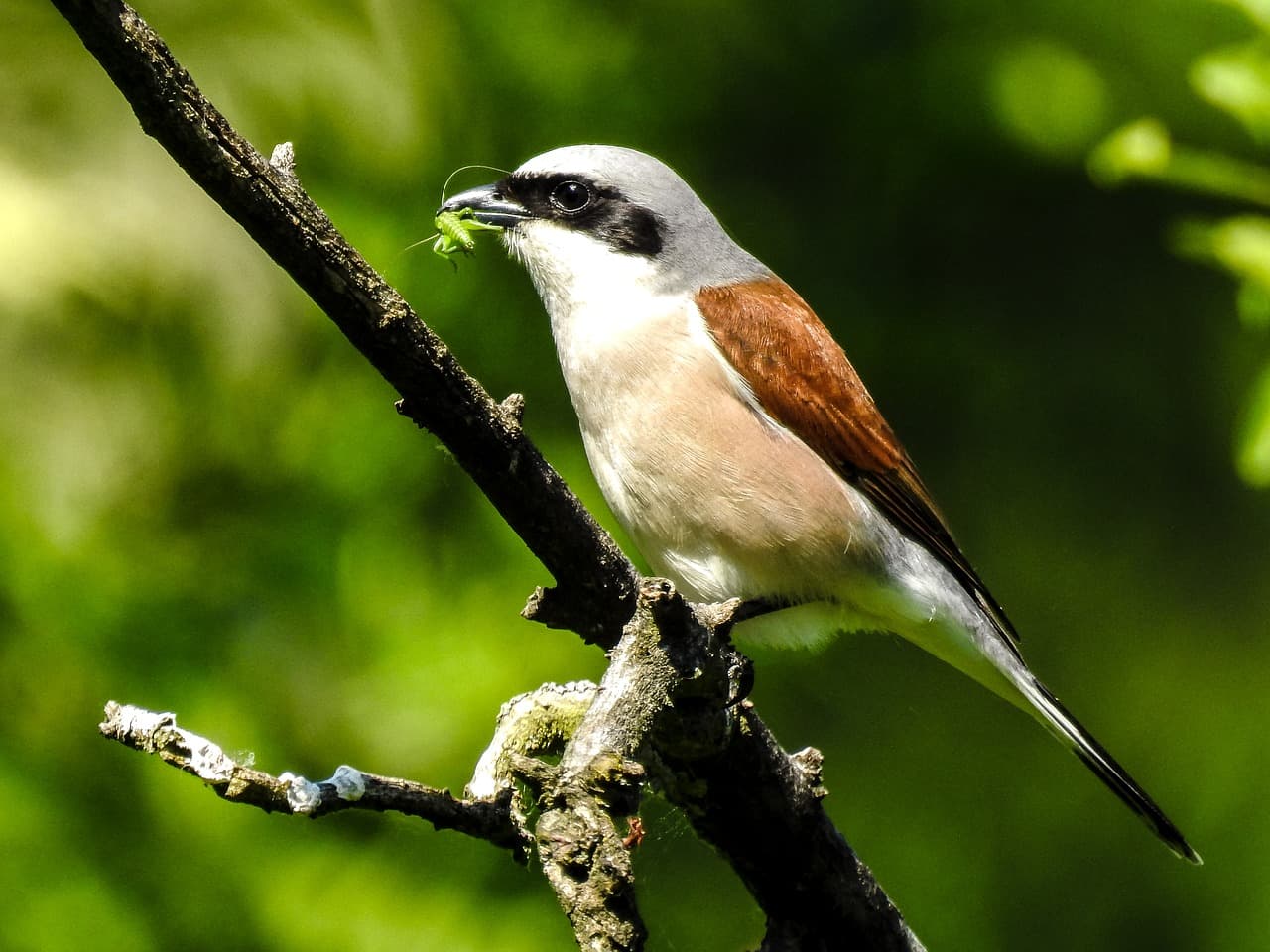 Brown Shrike