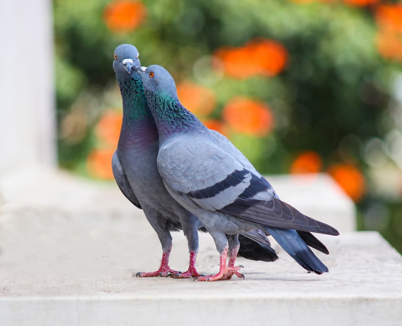 Rock Pigeon