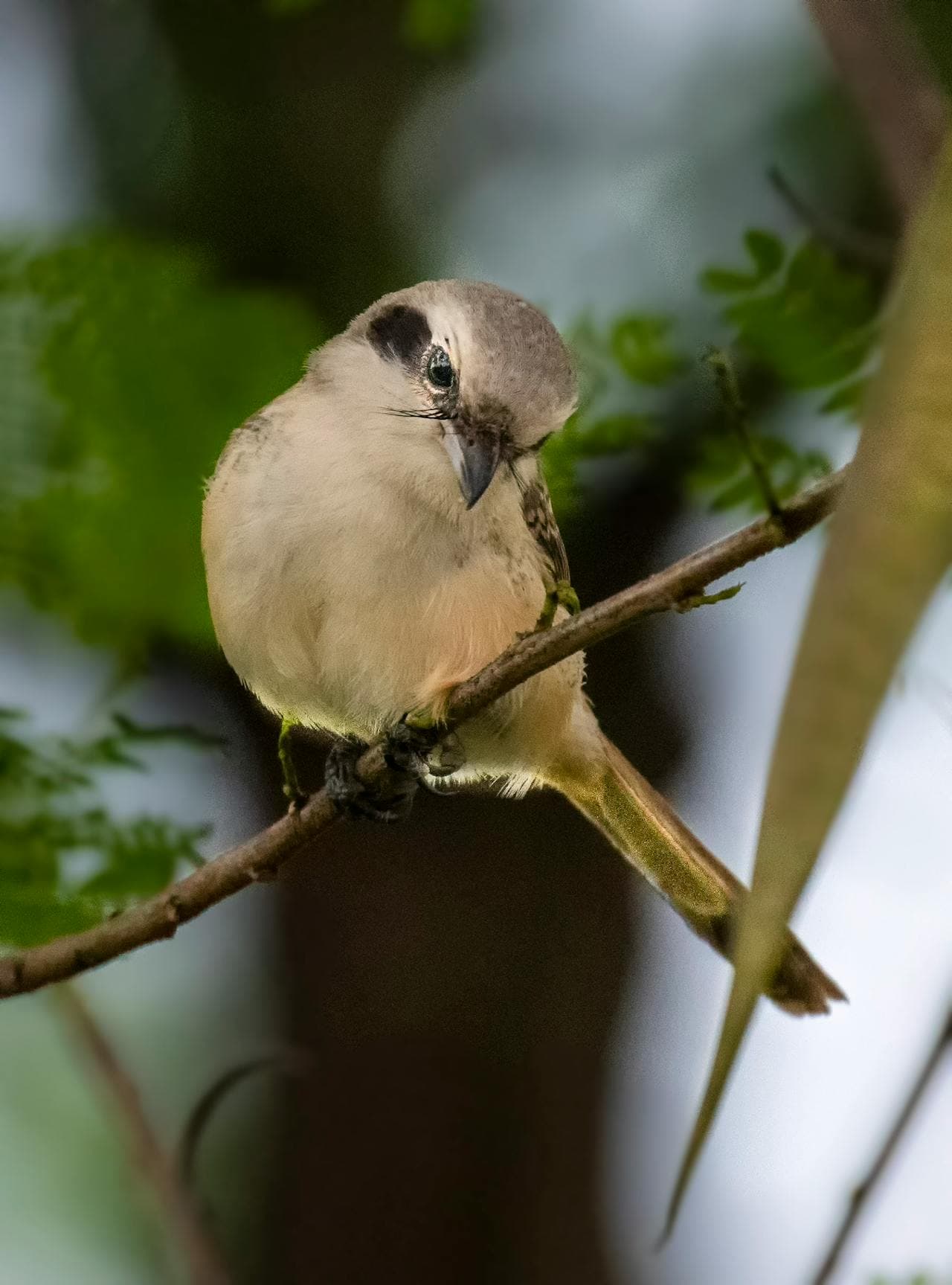 Brown Shrike