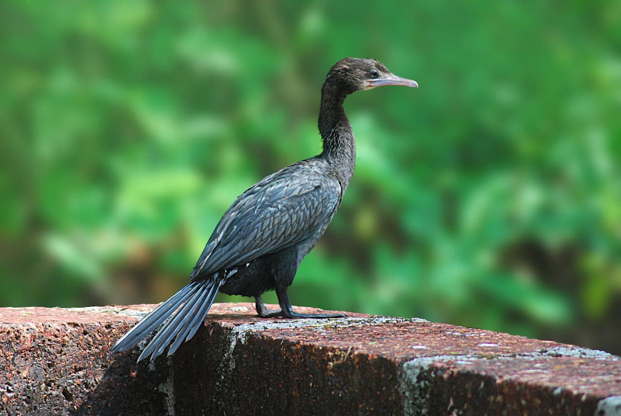 Cormorant Species