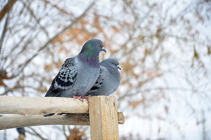 Rock Pigeon