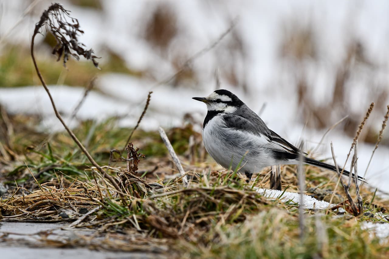 White Wagtail