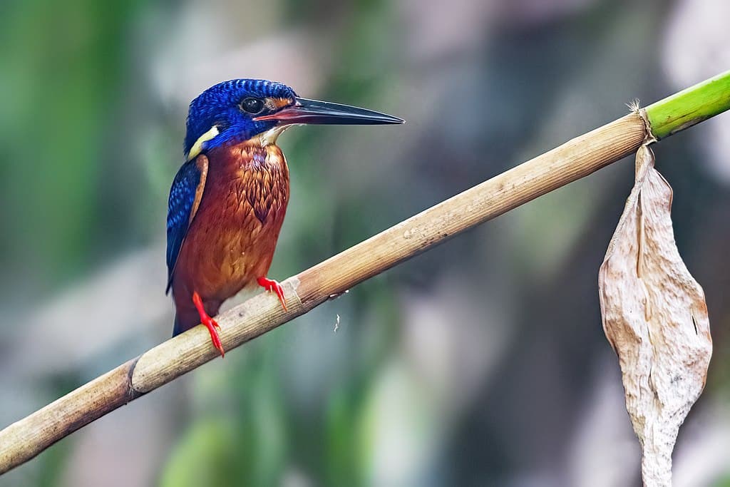 Kingfisher Species