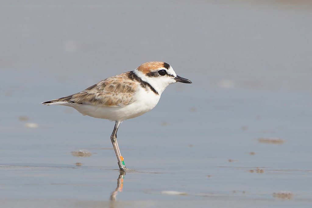 Plover Species