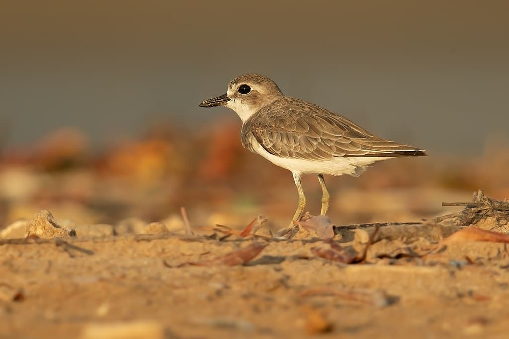 Plover Species