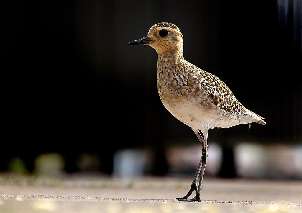 Plover Species