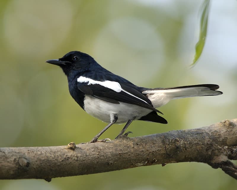 Oriental Magpie Robin