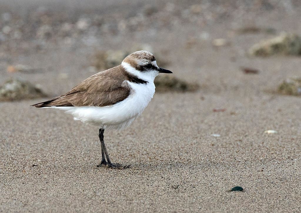 Plover Species