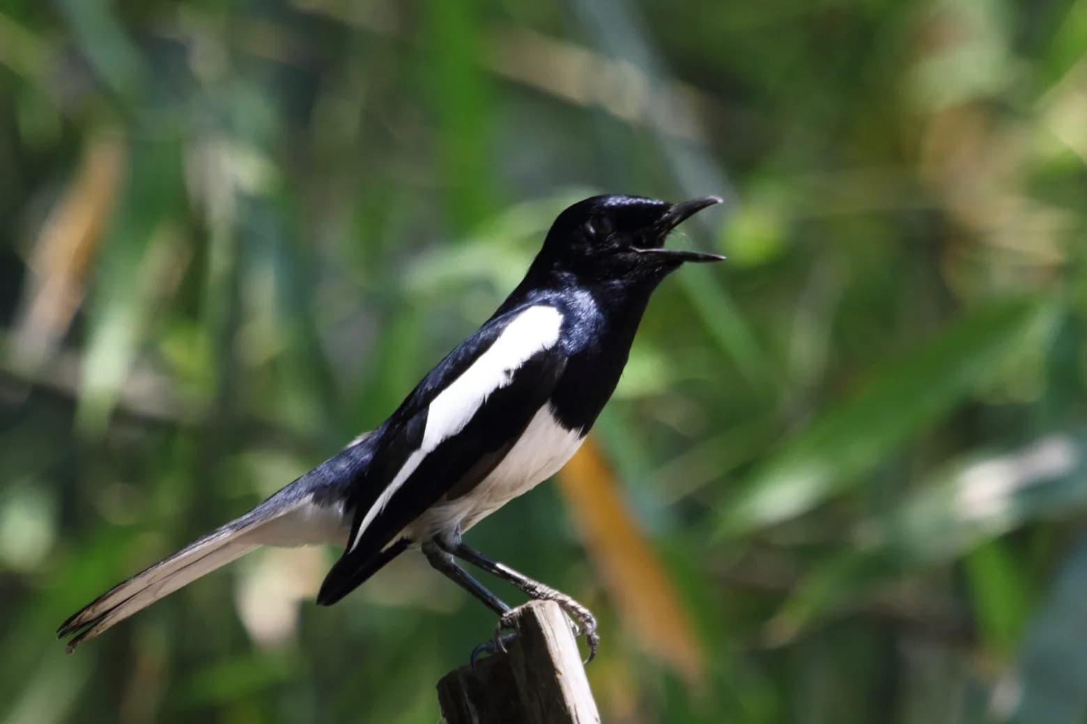 Oriental Magpie Robin