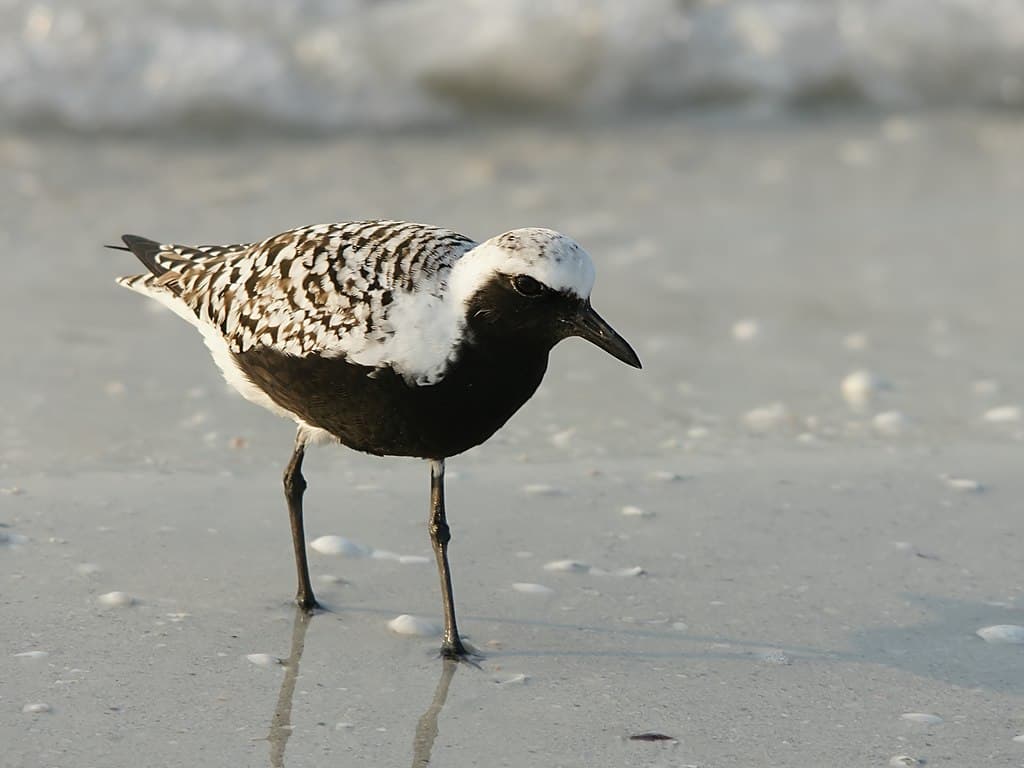 Plover Species