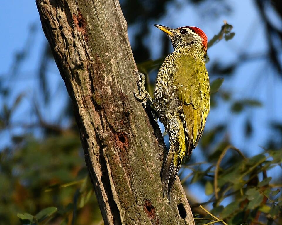 Woodpecker Species