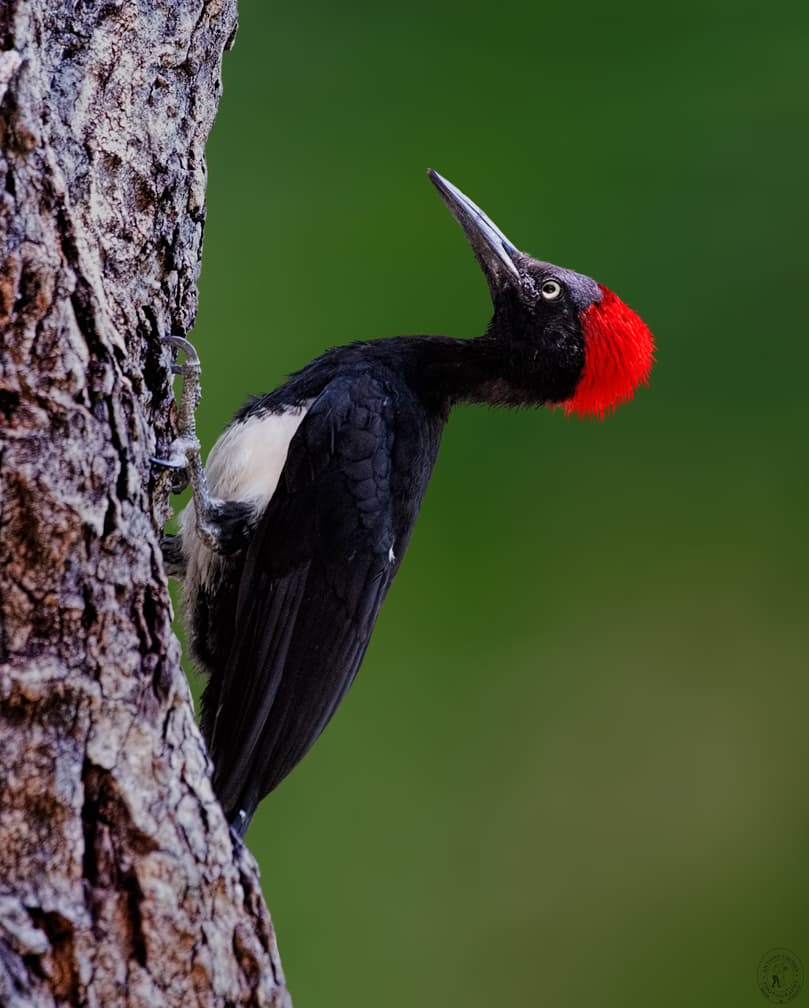 Woodpecker Species