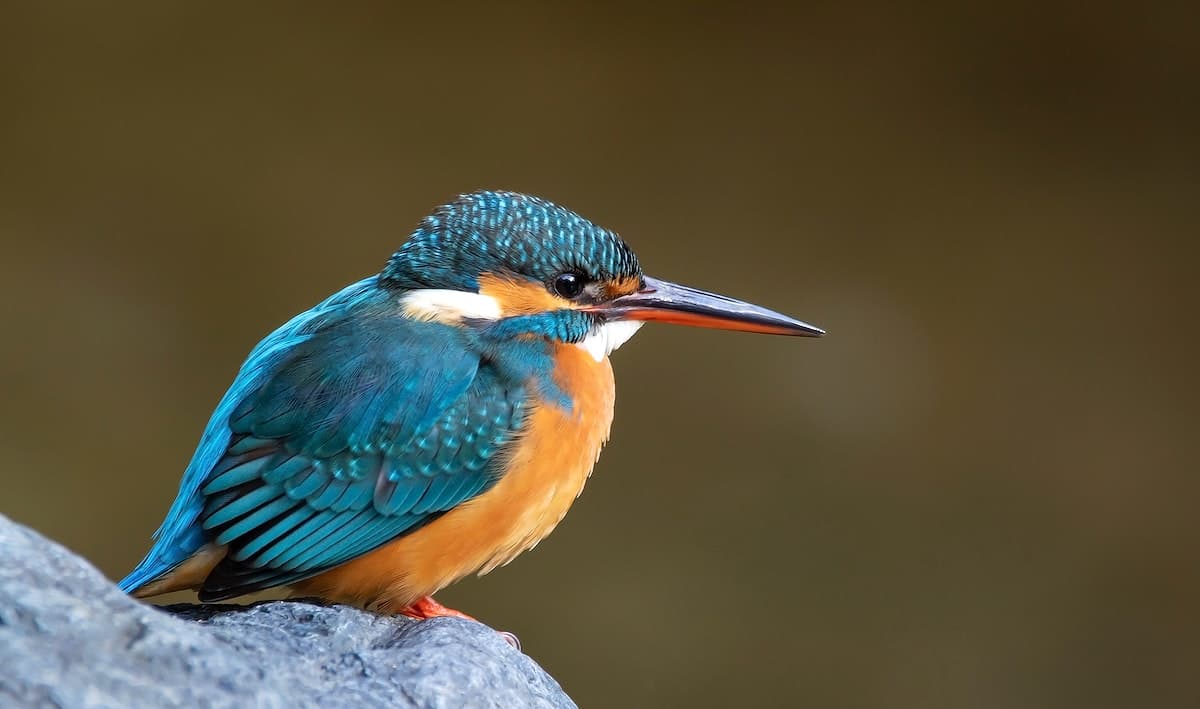 Kingfisher Species