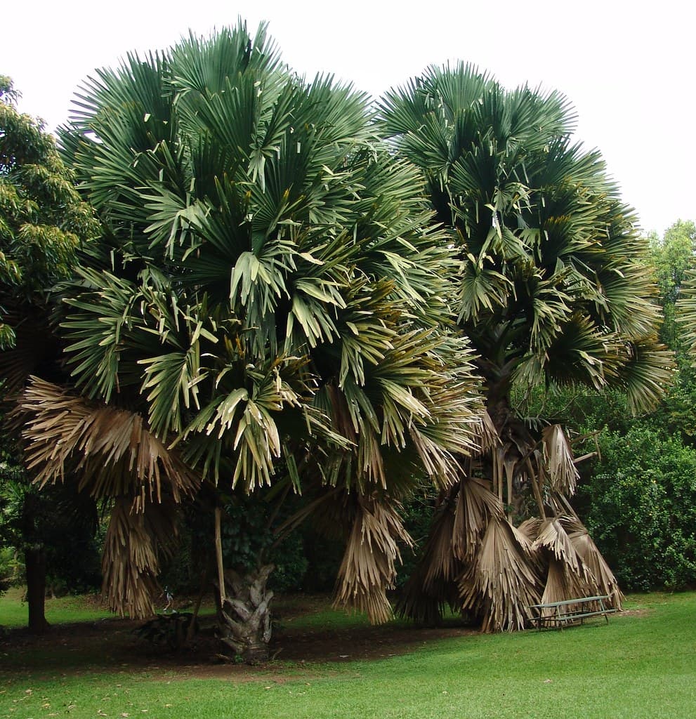 Talipot Palm